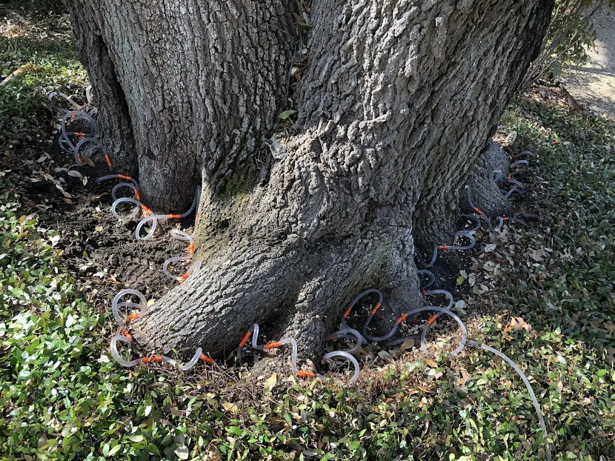 Detailed Tree Cabling and Bracing job site in Porter