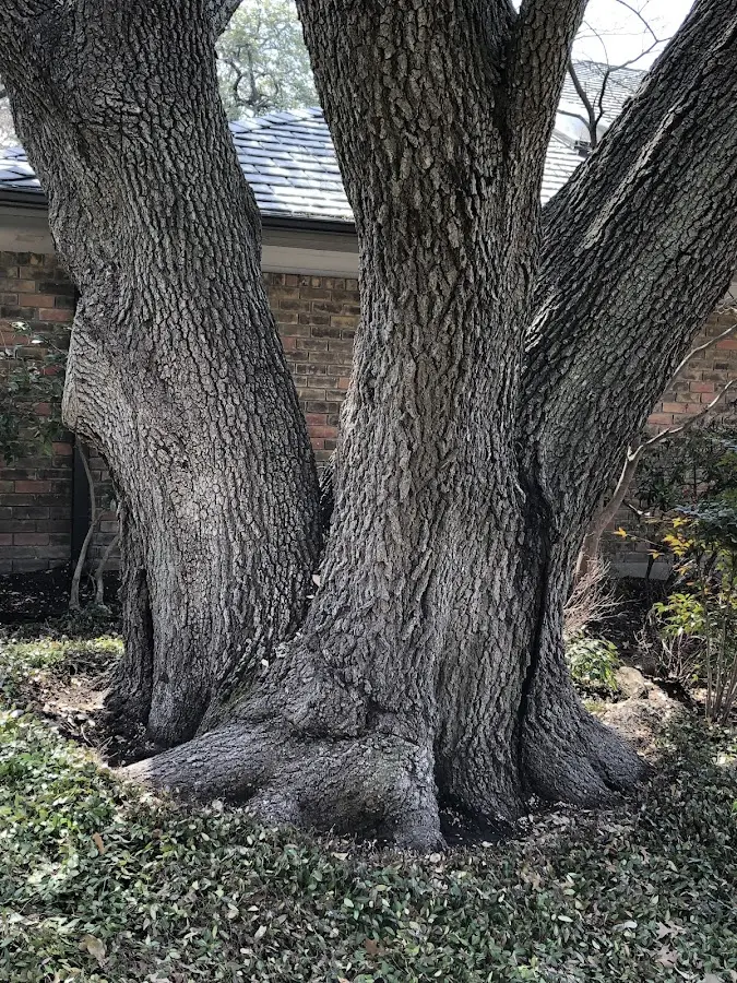 Mature heritage tree close to a Porter property cared for by certified arborists